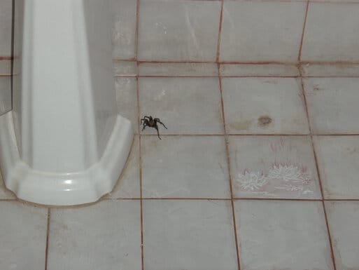 Big tarantula in bathroom