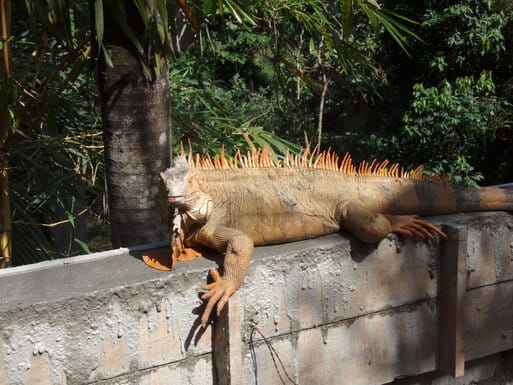 Big iguana on wall