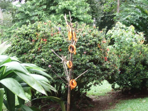 Big tarantula in bathroom
