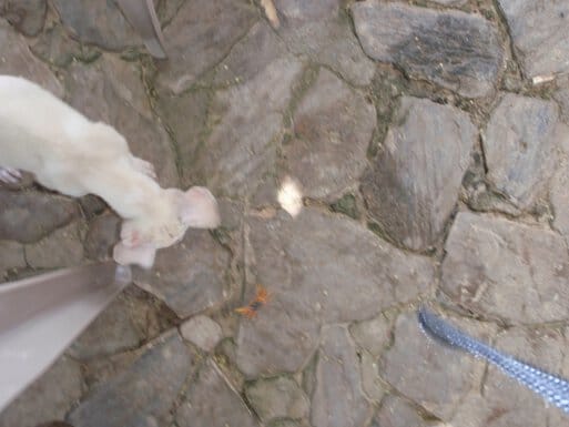 Perla the puppy barking at a crab