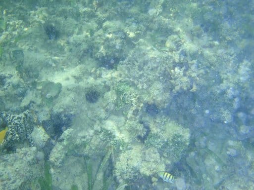 underwater pics are hard