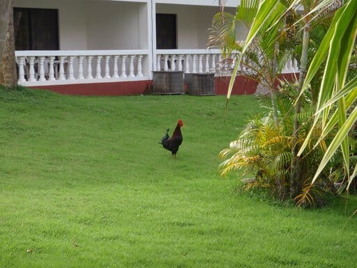 rooster roaming hotel grounds