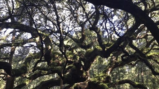 Angel Oak Tree at Johns Island, SC